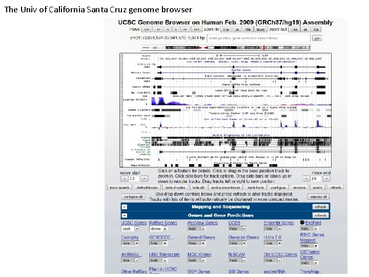 The Univ of California Santa Cruz genome browser 