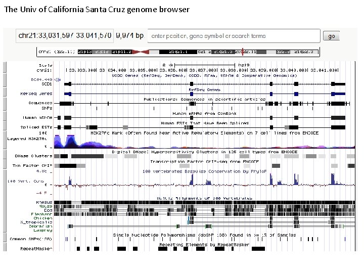 The Univ of California Santa Cruz genome browser 