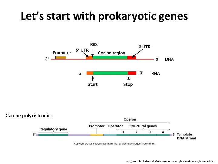 Let’s start with prokaryotic genes Can be polycistronic: http: //nitro. biosci. arizona. edu/courses/EEB 600