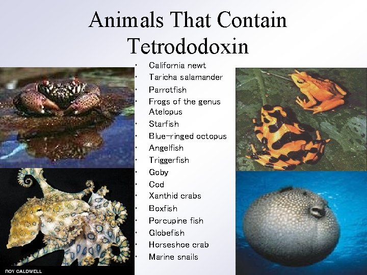 Animals That Contain Tetrododoxin • • • • California newt Taricha salamander Parrotfish Frogs
