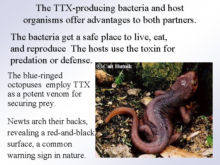 The TTX-producing bacteria and host organisms offer advantages to both partners. The bacteria get