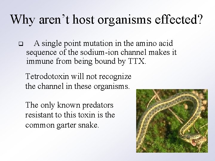Why aren’t host organisms effected? q A single point mutation in the amino acid