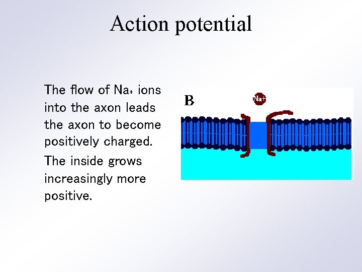 Action potential The flow of Na₊ ions into the axon leads the axon to