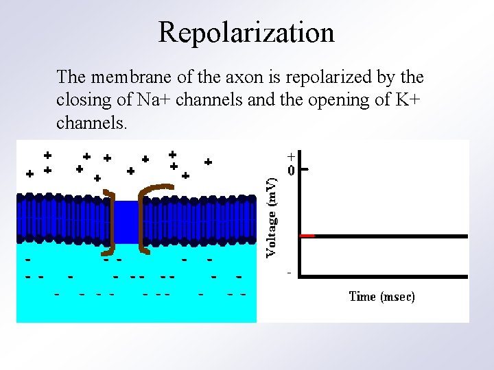 Repolarization The membrane of the axon is repolarized by the closing of Na+ channels