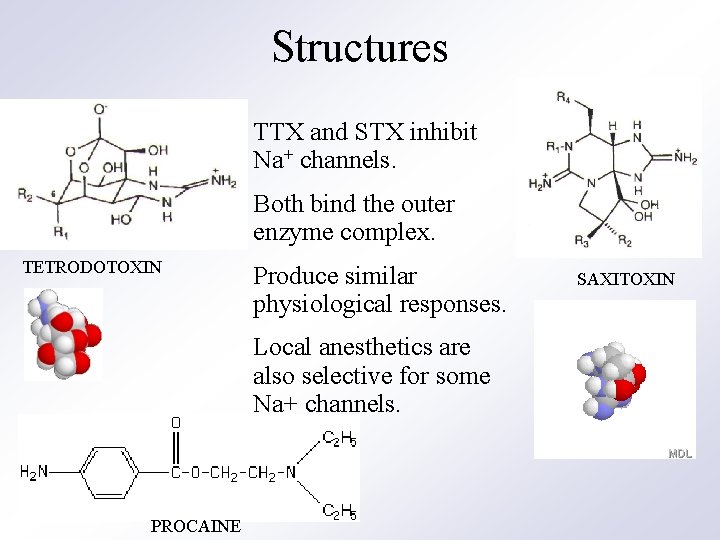 Structures TTX and STX inhibit Na+ channels. Both bind the outer enzyme complex. TETRODOTOXIN