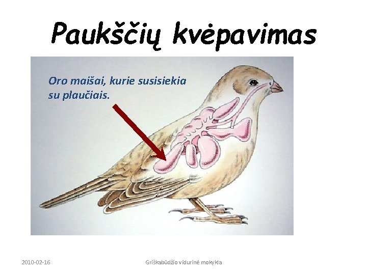 Paukščių kvėpavimas Oro maišai, kurie susisiekia su plaučiais. 2010 -02 -16 Griškabūdžio vidurinė mokykla