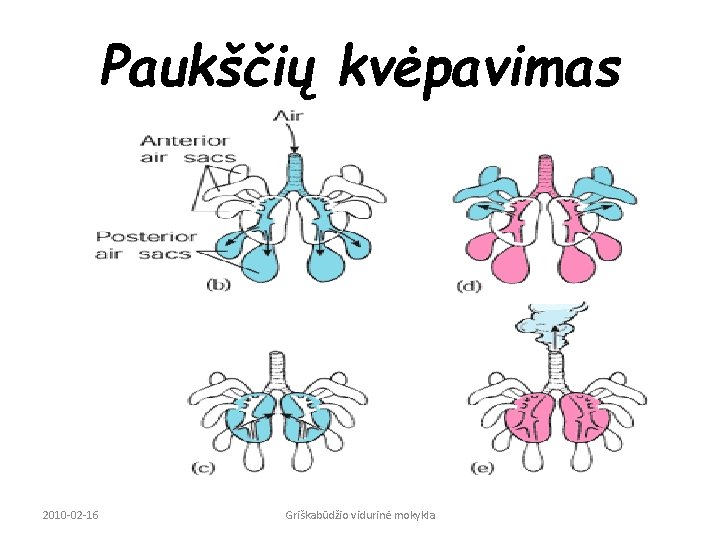 Paukščių kvėpavimas 2010 -02 -16 Griškabūdžio vidurinė mokykla 