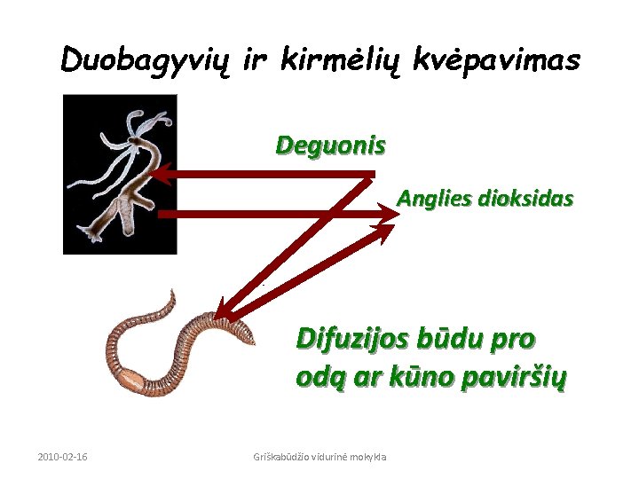 Duobagyvių ir kirmėlių kvėpavimas Deguonis Anglies dioksidas Difuzijos būdu pro odą ar kūno paviršių