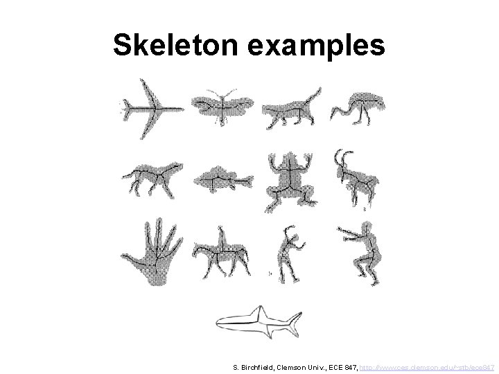 Skeleton examples S. Birchfield, Clemson Univ. , ECE 847, http: //www. ces. clemson. edu/~stb/ece
