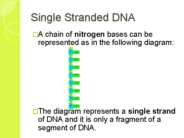 Single Stranded DNA �A chain of nitrogen bases can be represented as in the