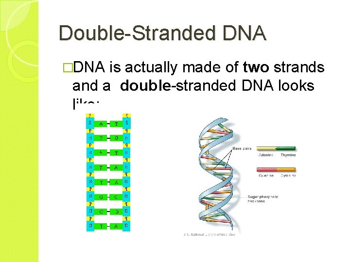 Double-Stranded DNA �DNA is actually made of two strands and a double-stranded DNA looks