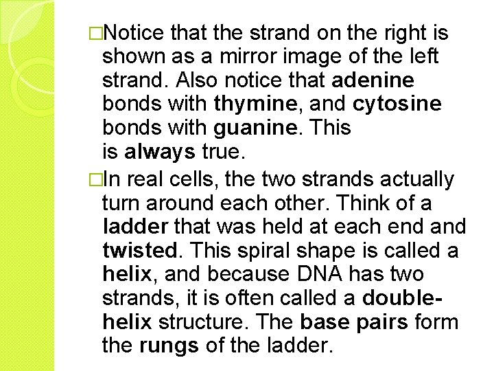 �Notice that the strand on the right is shown as a mirror image of