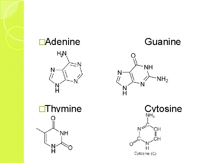 �Adenine Guanine �Thymine Cytosine 