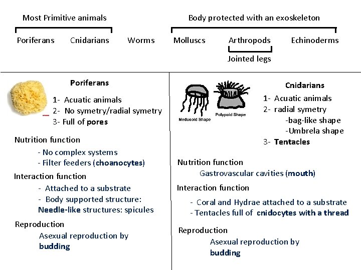 Most Primitive animals Poriferans Cnidarians Body protected with an exoskeleton Worms Molluscs Arthropods Echinoderms