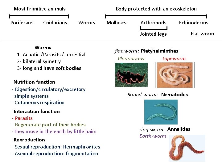 Most Primitive animals Poriferans Cnidarians Body protected with an exoskeleton Worms Molluscs Arthropods Echinoderms