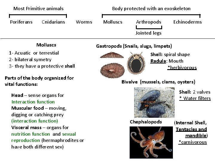 Most Primitive animals Poriferans Cnidarians Body protected with an exoskeleton Worms Molluscs Arthropods Echinoderms