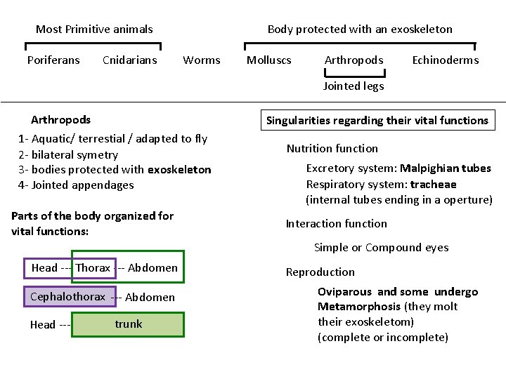 Most Primitive animals Poriferans Cnidarians Body protected with an exoskeleton Worms Molluscs Arthropods Echinoderms