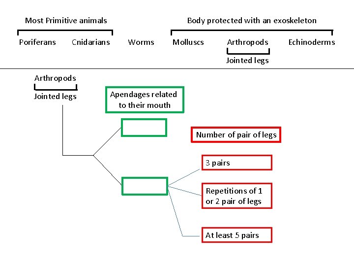 Most Primitive animals Poriferans Cnidarians Body protected with an exoskeleton Worms Molluscs Arthropods Jointed
