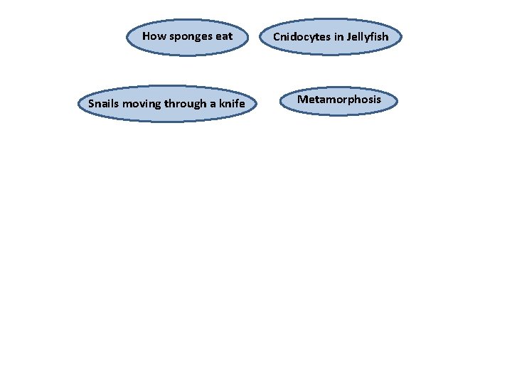 How sponges eat Snails moving through a knife Cnidocytes in Jellyfish Metamorphosis 