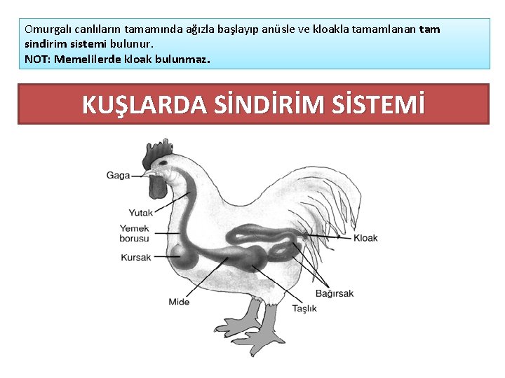 Omurgalı canlıların tamamında ağızla başlayıp anüsle ve kloakla tamamlanan tam sindirim sistemi bulunur. NOT: