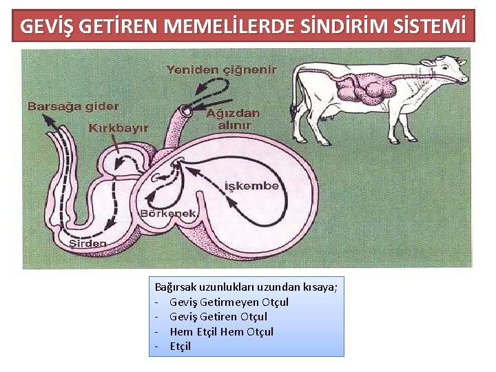 GEVİŞ GETİREN MEMELİLERDE SİNDİRİM SİSTEMİ Bağırsak uzunlukları uzundan kısaya; - Geviş Getirmeyen Otçul -