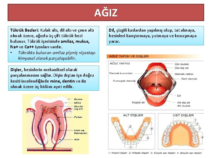 AĞIZ Tükrük Bezleri: Kulak altı, dil altı ve çene altı olmak üzere, ağızda üç