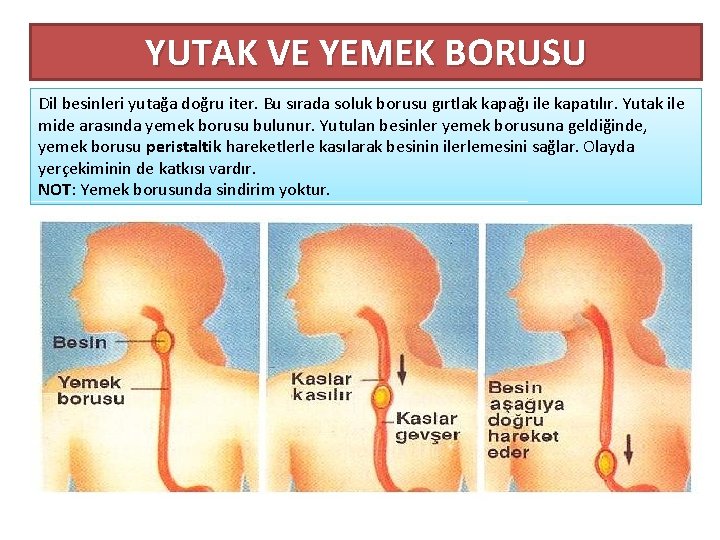 YUTAK VE YEMEK BORUSU Dil besinleri yutağa doğru iter. Bu sırada soluk borusu gırtlak