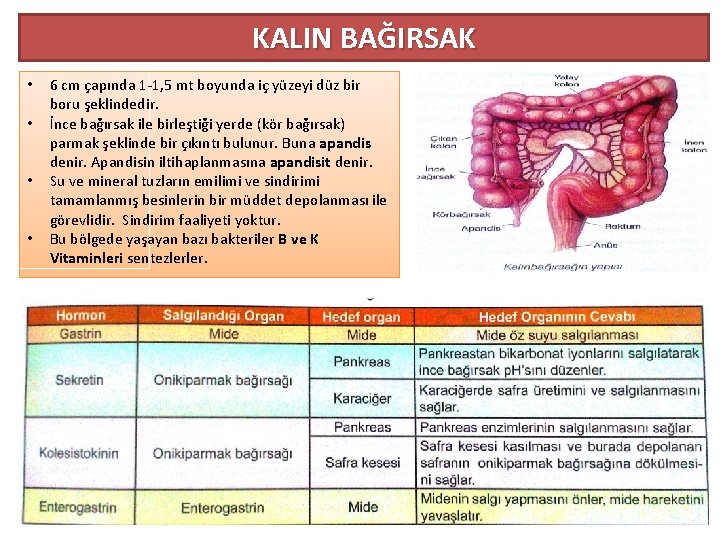 KALIN BAĞIRSAK • • 6 cm çapında 1 -1, 5 mt boyunda iç yüzeyi