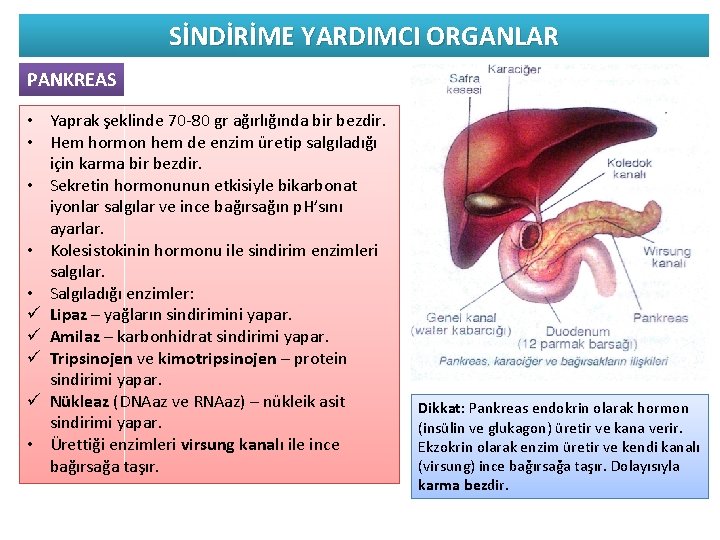 SİNDİRİME YARDIMCI ORGANLAR PANKREAS • Yaprak şeklinde 70 -80 gr ağırlığında bir bezdir. •