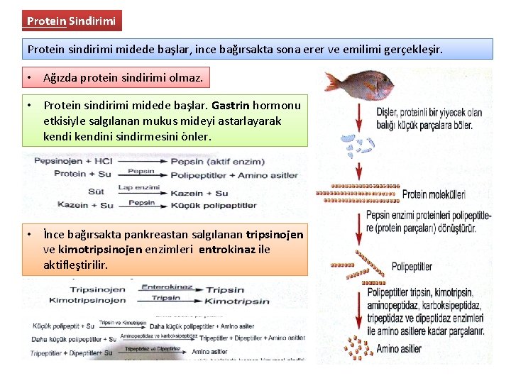 Protein Sindirimi Protein sindirimi midede başlar, ince bağırsakta sona erer ve emilimi gerçekleşir. •