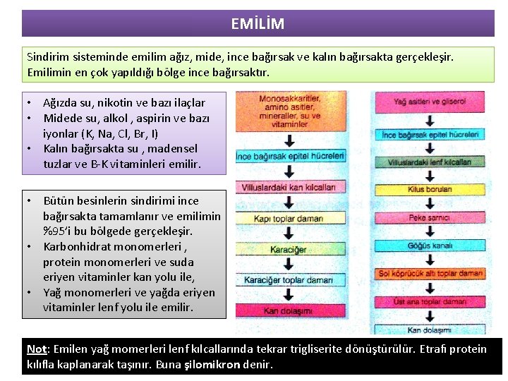 EMİLİM Sindirim sisteminde emilim ağız, mide, ince bağırsak ve kalın bağırsakta gerçekleşir. Emilimin en