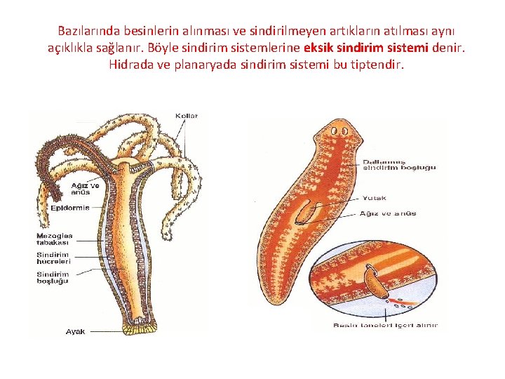 Bazılarında besinlerin alınması ve sindirilmeyen artıkların atılması aynı açıklıkla sağlanır. Böyle sindirim sistemlerine eksik