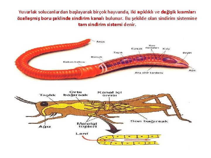 Yuvarlak solucanlardan başlayarak birçok hayvanda, iki açıklıklı ve değişik kısımları özelleşmiş boru şeklinde sindirim