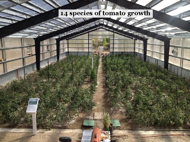 14 species of tomato growth 