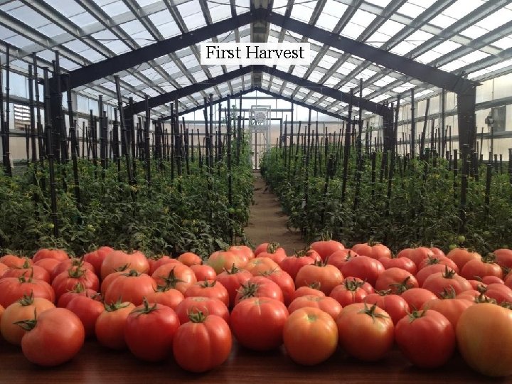 First Harvest 
