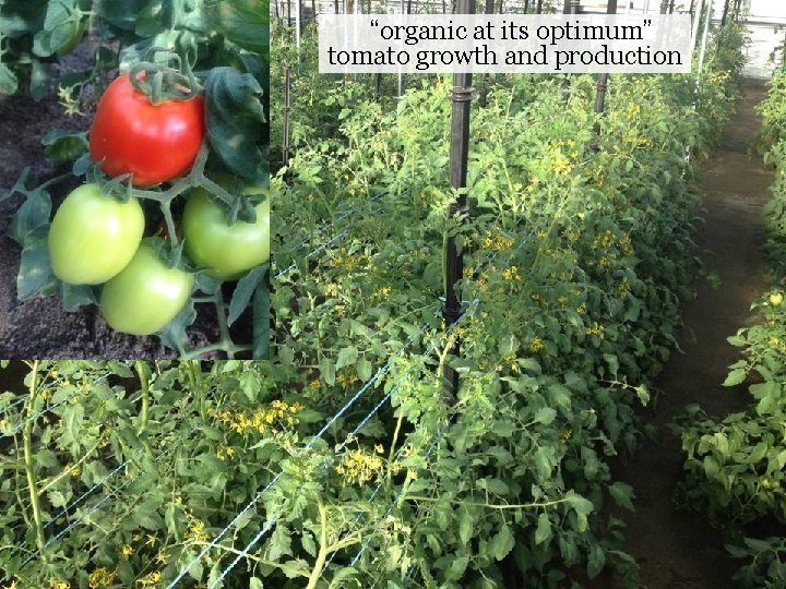“organic at its optimum” tomato growth and production 