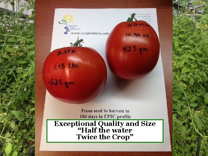 Exceptional Quality and Size “Half the water Twice the Crop” 