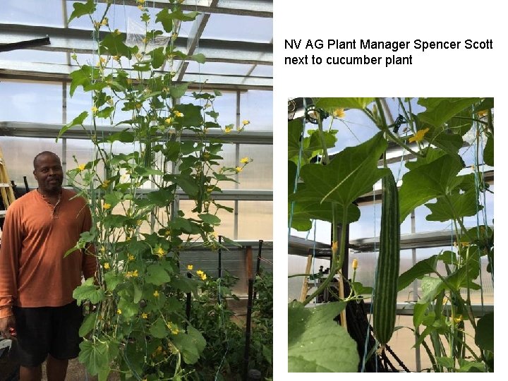 NV AG Plant Manager Spencer Scott next to cucumber plant 
