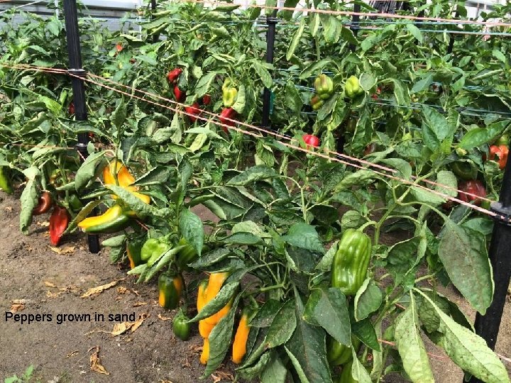 Peppers grown in sand 