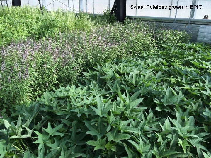 Sweet Potatoes grown in EPIC 