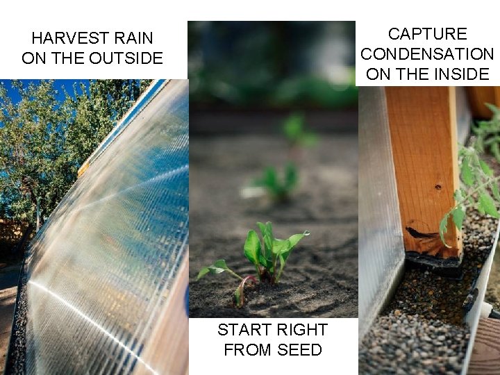 CAPTURE CONDENSATION ON THE INSIDE HARVEST RAIN ON THE OUTSIDE START RIGHT FROM SEED