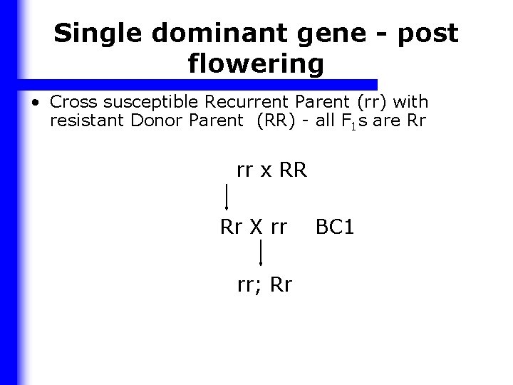 Single dominant gene - post flowering • Cross susceptible Recurrent Parent (rr) with resistant
