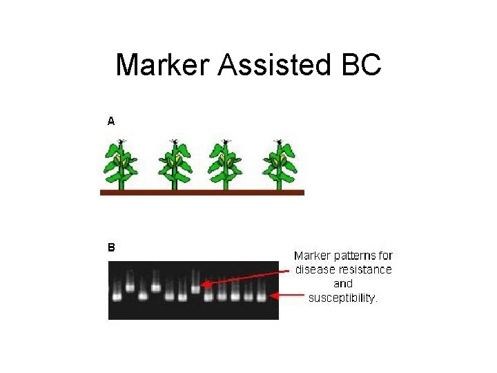 Marker Assisted BC 