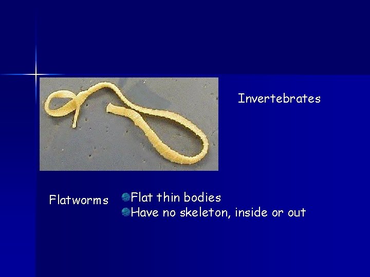Invertebrates Flatworms Flat thin bodies Have no skeleton, inside or out 