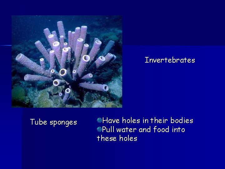 Invertebrates Tube sponges Have holes in their bodies Pull water and food into these