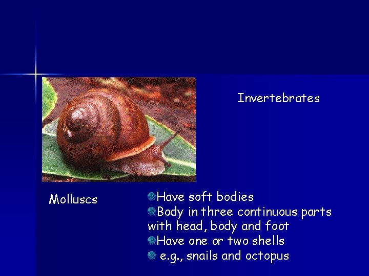 Invertebrates Molluscs Have soft bodies Body in three continuous parts with head, body and
