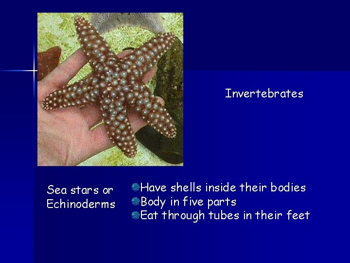 Invertebrates Sea stars or Echinoderms Have shells inside their bodies Body in five parts