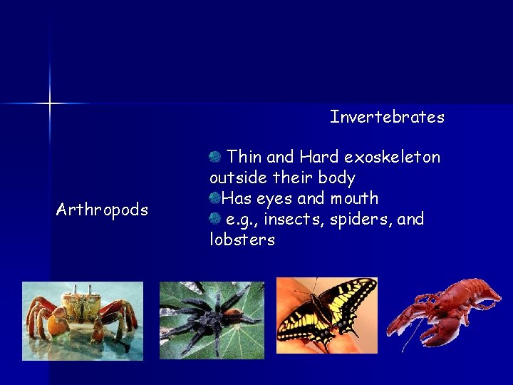 Invertebrates Arthropods Thin and Hard exoskeleton outside their body Has eyes and mouth e.