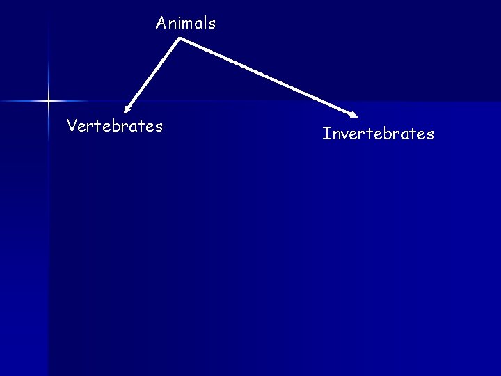 Animals Vertebrates Invertebrates 