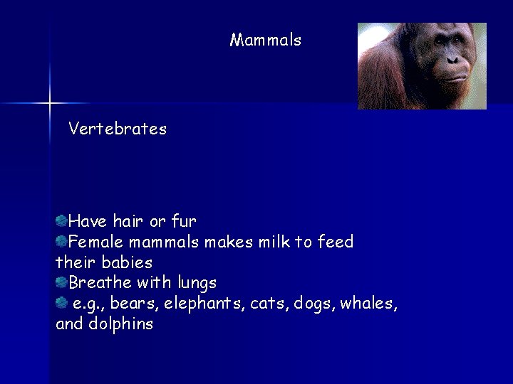Mammals Vertebrates Have hair or fur Female mammals makes milk to feed their babies